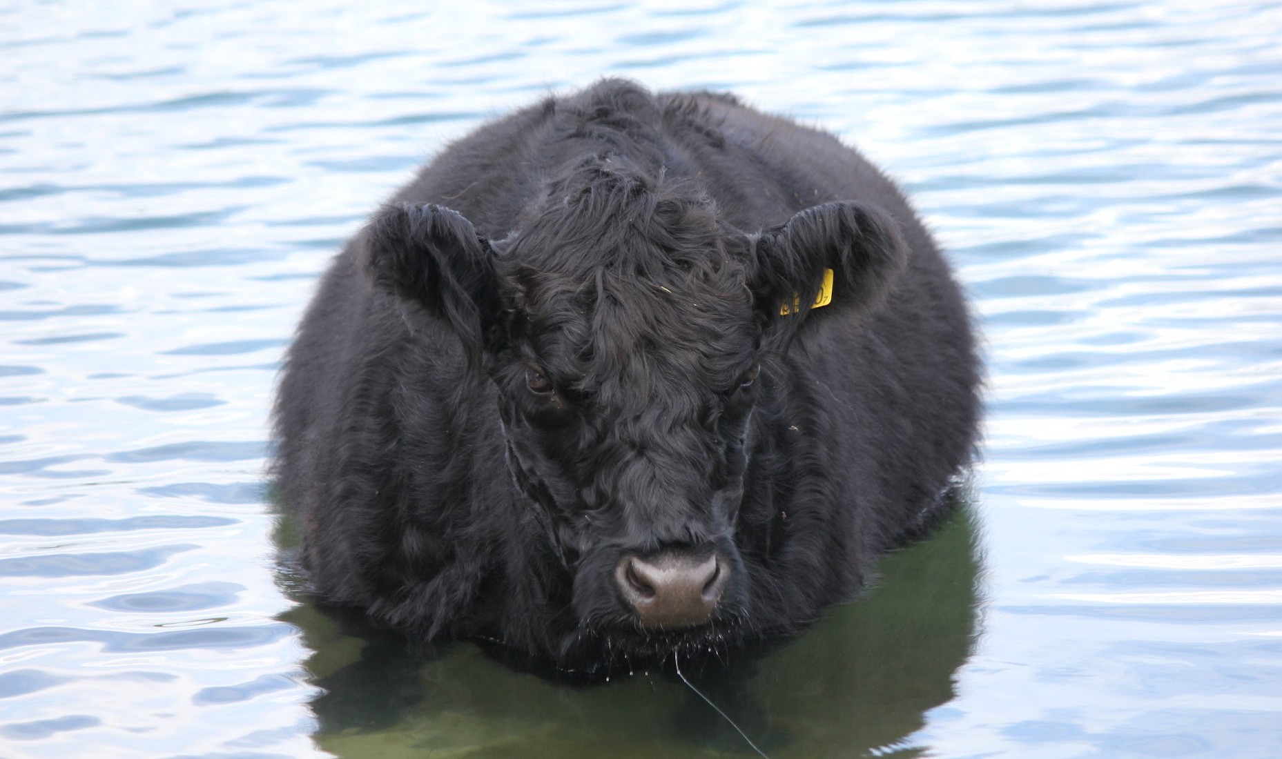 A black Cow of the Galloway breed
