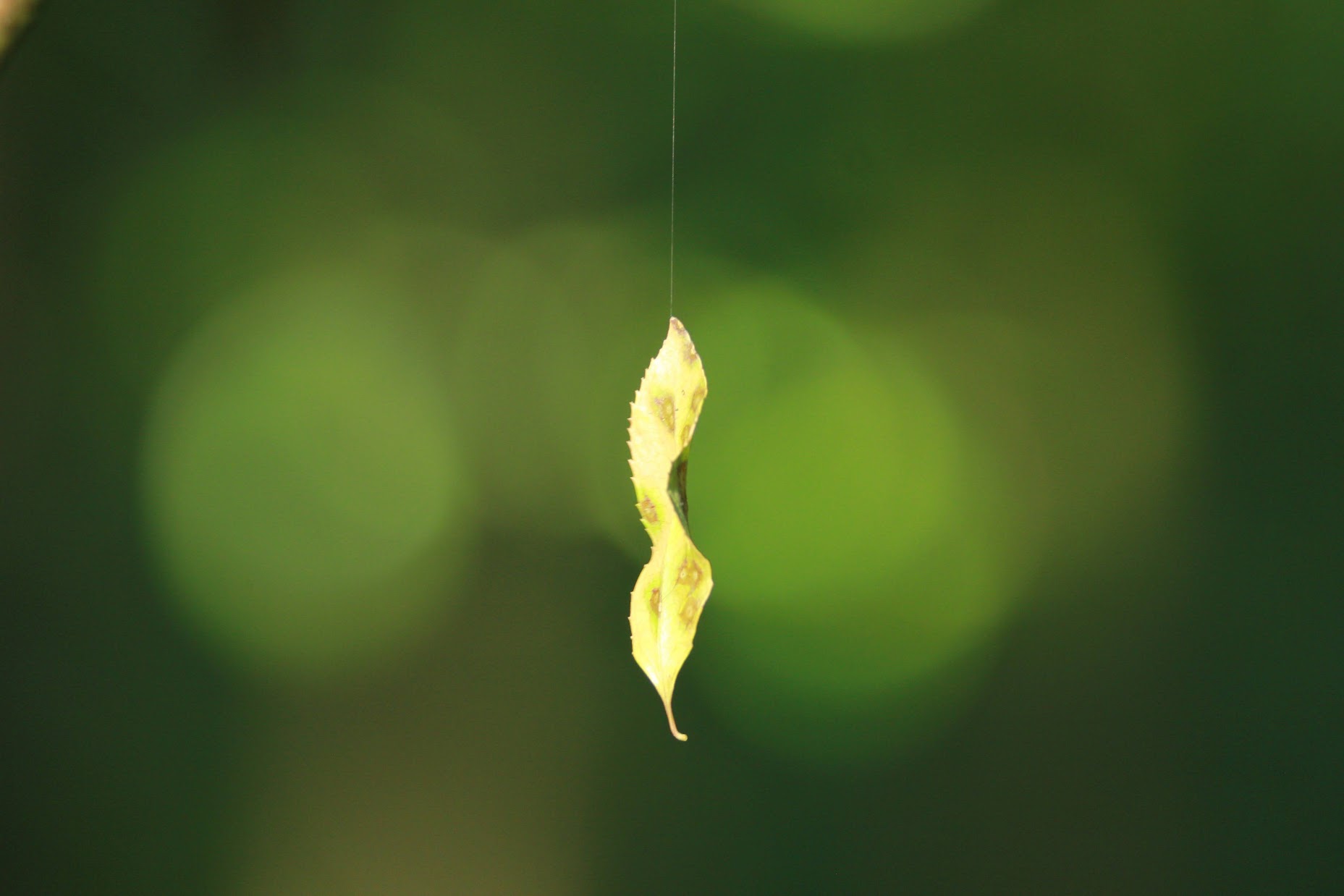 A small Leaf hanging in the air, suspended by a single Spider's thread