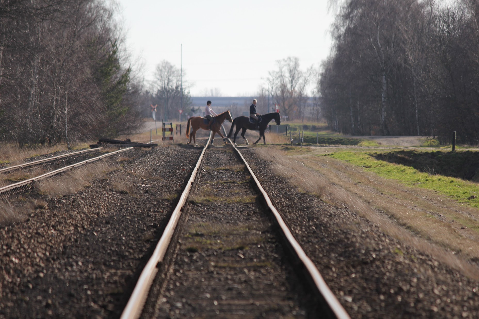 Horses between the Tracks